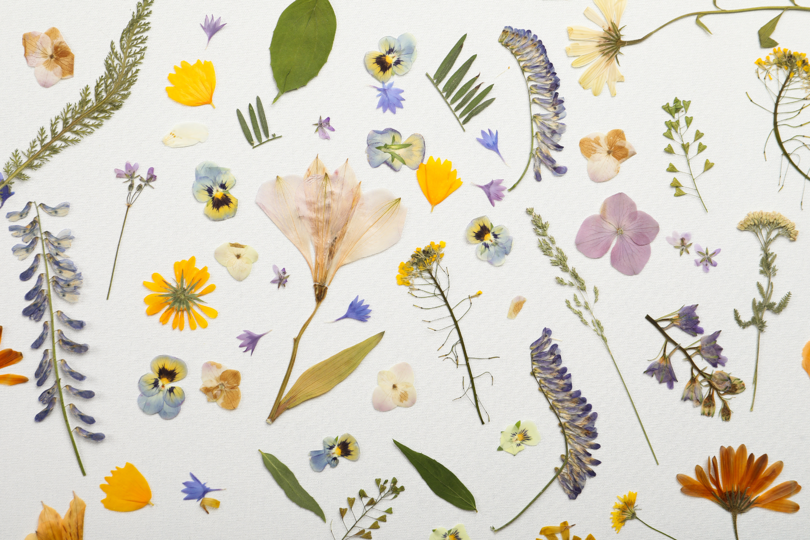 Flores e folhas prensadas em composição botânica
