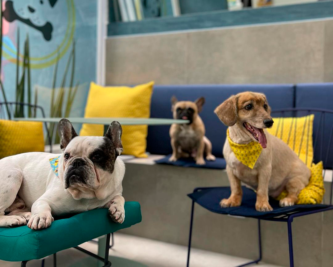 Cães no espaço da creche, com identificação visual PetBello; foto da galeria oficial.